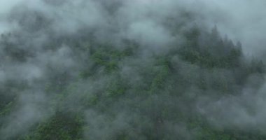 Yoğun yeşil orman tepe örtüsünün havadan görünüşü altta asılı sis veya bulutlarla gizlenmiş..