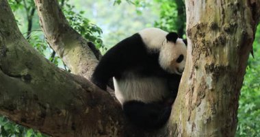 Ormandaki ağaç dalında bir panda dinleniyor..