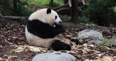 Dev panda hayvanat bahçesinde bambu sapı yiyor. 
