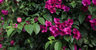 canlı pembe bougainvillea çiçekleri bir çalılıkta koyu yeşil yapraklar arasında.