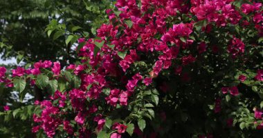 canlı pembe bougainvillea çiçekleri bir çalılıkta koyu yeşil yapraklar arasında.