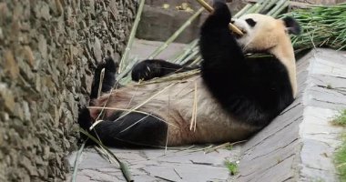 Dev panda hayvanat bahçesinde bambu sapı yiyor. 