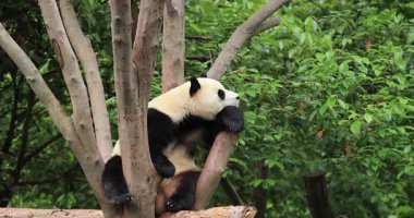 Hayvanat bahçesindeki ağaçta yatan sevimli dev panda.