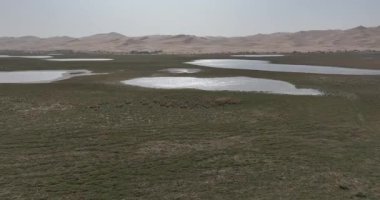 Çorak kum tepeleriyle çevrili küçük su ve çimen havuzları olan vaha..