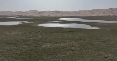 Çorak kum tepeleriyle çevrili küçük su ve çimen havuzları olan vaha..