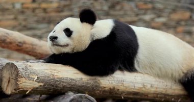 Şirin, büyük panda ormanda bir kütüğün üzerinde yatıyor..