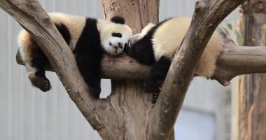 İki sevimli panda yavrusu bir ağaç dalında birlikte uyuyorlar..