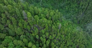 Dağlık bir bölgedeki tepeleri kaplayan yoğun, yeşil bir ormanın havadan görünüşü.