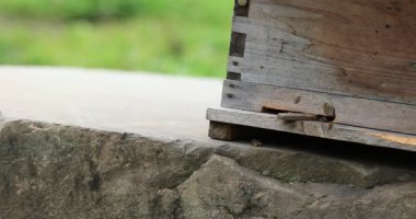 Yıpranmış ahşap arı kovanının girişindeki bal arılarını kapatın.