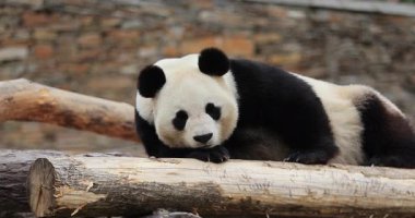 Kafasını kütüğün üzerinde dinlendiren sevimli dev bir pandanın yakın plan portresi.