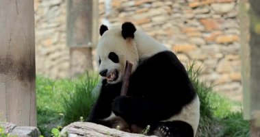 Dev panda bir kütüğün üzerinde oturup bambu yiyor.