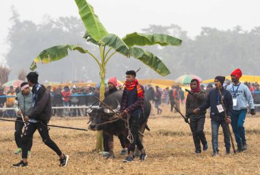 Men arrive with their buffalo to take part in a traditional Moh-Juj (Buffalo fight) competition as a part of Magh Bihu Festival on January 16, 2024 in Ahatguri, India. Traditional Buffalo fights organised in different parts of Assam, during the harve clipart
