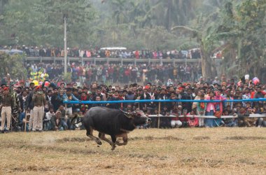 16 Ocak 2024 'te Hindistan' ın Ahatguri kentinde düzenlenen Magh Bihu Festivali kapsamında geleneksel Moh-Juj (Buffalo dövüşü) yarışmasına katılan kalabalık bir grup. Hasat festivali sırasında Assam 'ın farklı bölgelerinde geleneksel Bufalo dövüşleri düzenlendi.