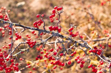 Ağaçta, Macaristan 'da yetişen kırmızı böğürtlenlerin yakın çekimi, bulanık doğa arka planında Gül Kalçası