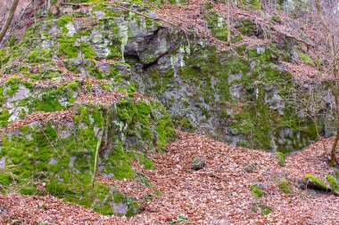 ormanda kayalar üzerinde yeşil yosun
