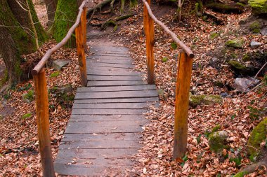 Ormanda ahşap köprü