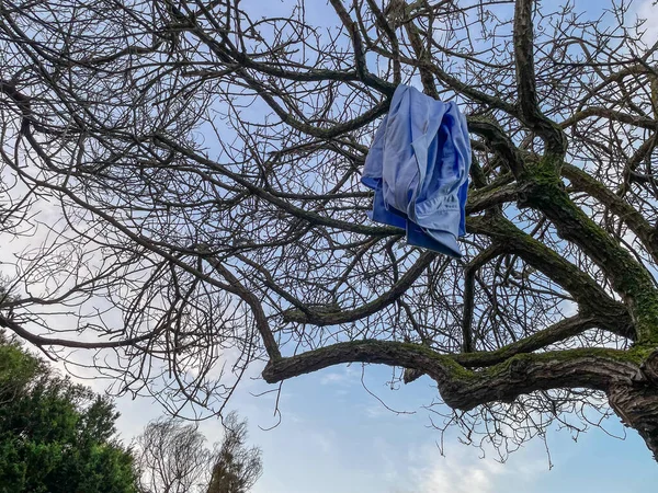 Yapraksız bir ağaçta beyefendinin mavi gömleği. Kışın kır manzarası. Amenecer kışın yapraksız ağaçla. Tenerife, Kanarya Adaları, İspanya