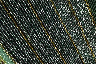 Soyut ışıklar. Altın ve yeşil ışıklar, odak dışı, siyah arka planlı Noel ışıkları. Tenerife, Kanarya Adaları, İspanya.