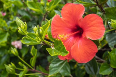 kırmızı amber çiçeği çalılarının üzerinde. Tenerife, Kanarya Adaları, İspanya