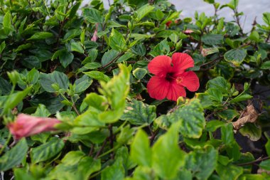 kırmızı amber çiçeği çalılarının üzerinde. Tenerife, Kanarya Adaları, İspanya