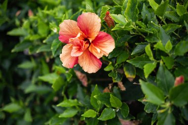 Çalılarının üzerinde somon renkli amber çiçeği. Tenerife, Kanarya Adaları, İspanya