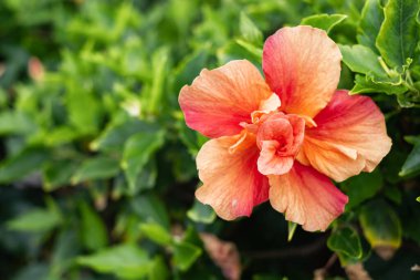 Çalılarının üzerinde somon renkli amber çiçeği. Tenerife, Kanarya Adaları, İspanya