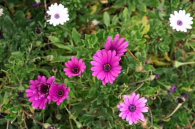 Çalılarının üzerinde birkaç tane mor papatya çiçeği var. Tenerife, Kanarya Adaları, İspanya