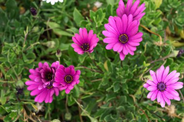 Çalılarının üzerinde birkaç tane mor papatya çiçeği var. Tenerife, Kanarya Adaları, İspanya