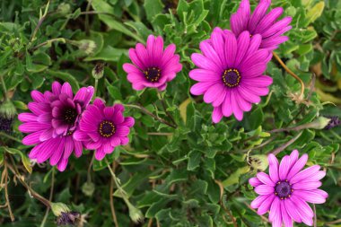 Çalılarının üzerinde birkaç tane mor papatya çiçeği var. Tenerife, Kanarya Adaları, İspanya