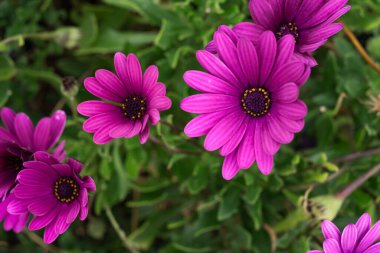 Çalılarının üzerinde birkaç tane mor papatya çiçeği var. Tenerife, Kanarya Adaları, İspanya
