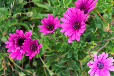 Çalılarının üzerinde birkaç tane mor papatya çiçeği var. Tenerife, Kanarya Adaları, İspanya