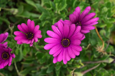 Çalılarının üzerinde birkaç tane mor papatya çiçeği var. Tenerife, Kanarya Adaları, İspanya