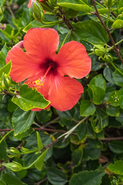 红色的芙蓉花在它的灌木上 Tenerife 加那利群岛 西班牙 — 图库照片