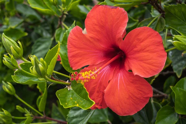 Czerwony Kwiat Hibiskusa Krzewie Teneryfa Wyspy Kanaryjskie Hiszpania — Zdjęcie stockowe