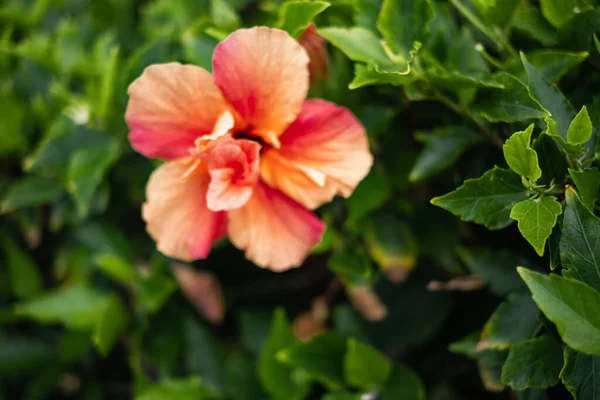 Kwiat Hibiskusa Kolorze Łososia Krzewie Teneryfa Wyspy Kanaryjskie Hiszpania — Zdjęcie stockowe