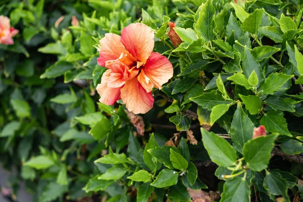 Stock image salmon-colored hibiscus flower on its bush. Tenerife, Canary Islands, Spain