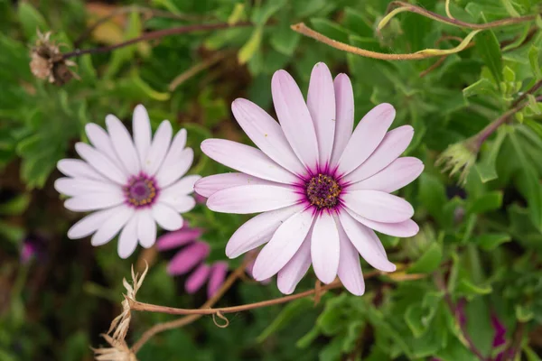 Çalılarının üzerinde iki açık mor papatya çiçeği. Tenerife, Kanarya Adaları, İspanya