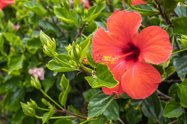 Fiore Ibisco Rosso Sul Suo Cespuglio Tenerife Isole Canarie Spagna Immagini Stock Royalty Free