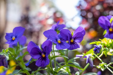 Bahçede büyüyen mor çiçekler. Bahar çiçeği, bahçede çiçekler, Mor Çiçek, Viola x wittrockiana. 