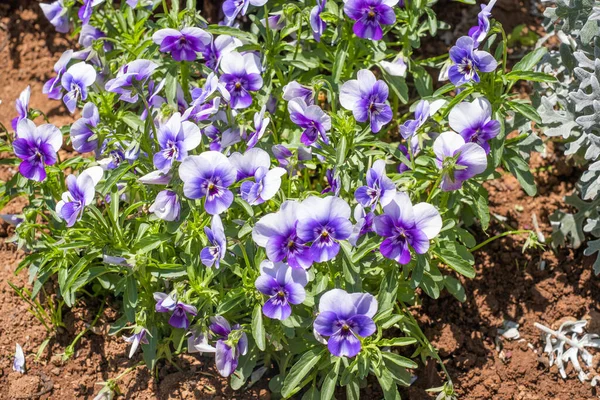 violet flowers growing in the garden. spring crocus flowers, flowers in the garden, Purple Flower, Viola x wittrockiana.