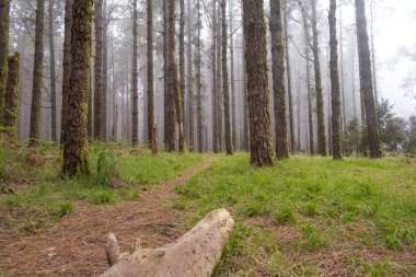 Sis dolu bir orman. Kanarya çamı ormanı. Bitkilerle dolu bir toprak. Tenerife, Kanarya Adaları, İspanya