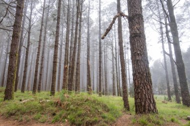 Sis dolu bir orman. Kanarya çamı ormanı. Bitkilerle dolu bir toprak. Tenerife, Kanarya Adaları, İspanya