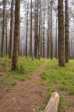 Sis dolu bir orman. Kanarya çamı ormanı. Bitkilerle dolu bir toprak. Tenerife, Kanarya Adaları, İspanya