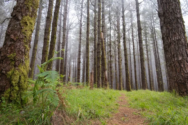 Sis Dolu Bir Orman Kanarya Çamı Ormanı Bitkilerle Dolu Bir — Stok fotoğraf