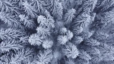 Kışın karla kaplı çam ormanının en üst manzarası..