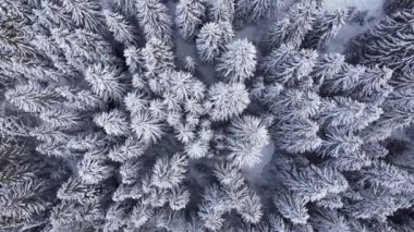 Kışın karla kaplı çam ormanının en üst manzarası..