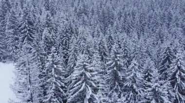 Kış dağ yolu olan karlı ormanın havadan görünüşü.