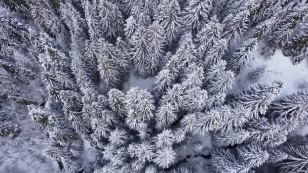 Верхний Вид Соснового Леса Зимой Покрытый Снегом — стоковое видео