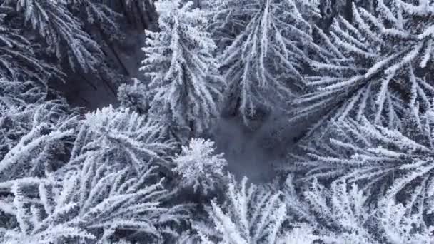 Widok Las Sosnowy Zimą Pokryty Śniegiem — Wideo stockowe