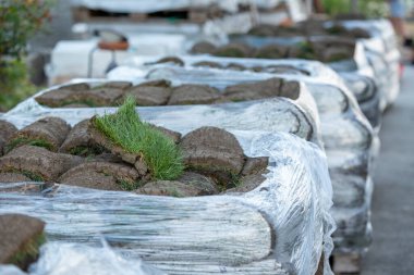 Çimen tohumu yığınını kapatın, yeni çimlere serilmeye hazır olun. Doğal çim kurulumu.